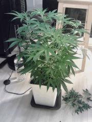 Triple Cheese #5 - avant