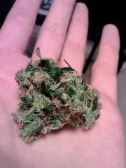 Bud OG Kush atteint   exterieur