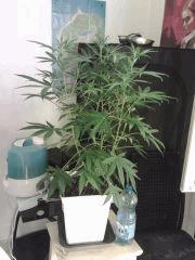 Triple Cheese #5 F+7
