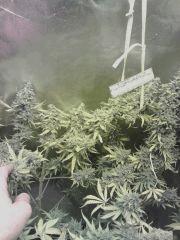 Triple Cheese #1