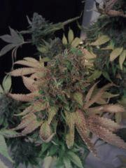 Bubble Gum #1