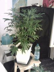 Cheese #4