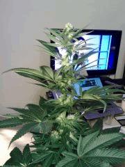 OG Kush Flo+23
