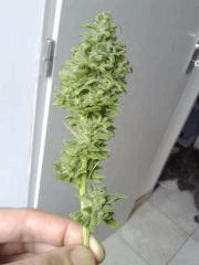 Echantillon Triple Cheese #1 Flo+57