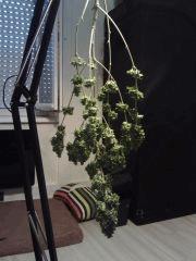 Triple Cheese #1