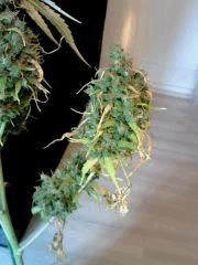 Bud B ST1   F 89