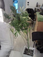 Cheese #2