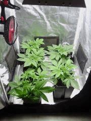 C 21 (2)