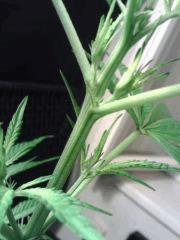 Bouture Stones - premiers pistils