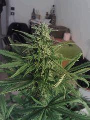 Triple Cheese #2