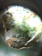 Bubble Gum #1