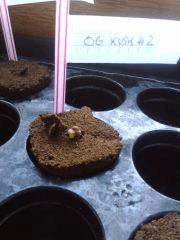 OG Kush #2 C+0 19/05