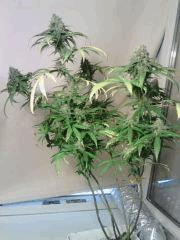 Triple Cheese 4 (2)