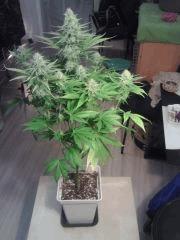 Bubble Gum #2