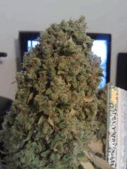 Bubble Gum #2