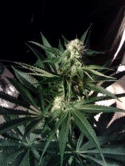 OG Kush Flo+23