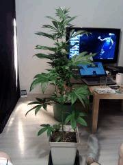 OG Kush Flo+23