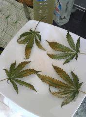 Feuilles Cheese #4