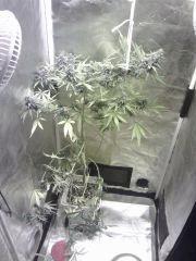 Cheese #1