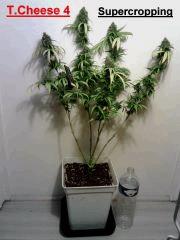Triple Cheese 4 (4)