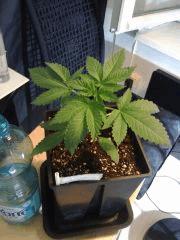 L.A. Confidential - C+19