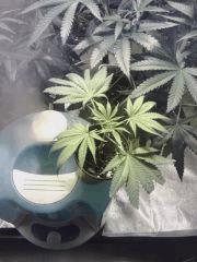 Boutures Stones ou Cheese je ne sais plus :)