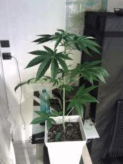 OG Kush F+4
