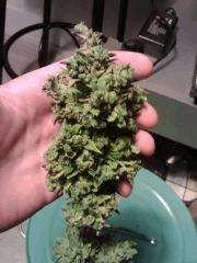 Triple Cheese #2