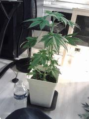 L.A. Confidential