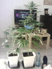 Comparaison bouture The Stones Flo+8 / Meganuska Flo+20