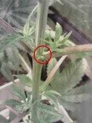 OG Kush - pistil