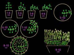 Palissage circulaire - futur projet