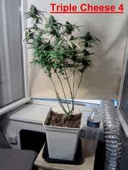 Triple Cheese 4 (3)