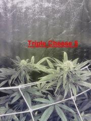 Triple Cheese 5 - Flo+29