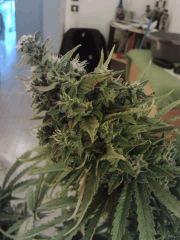 Cheese #2