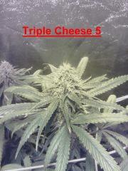 Triple Cheese 5 (2)