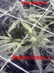 Bouture Cheese   1   T.Cheese 5