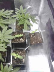 les 3 petites ;)