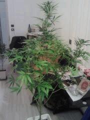 Triple Cheese #1