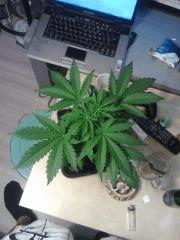 Cheese #5