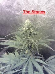 The Stones - Flo+29