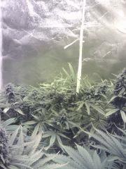 Apex Cheese #1