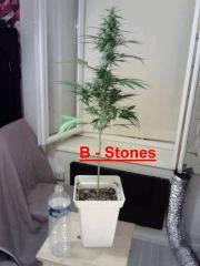 B Stones