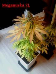 Meganuska 7L F 52