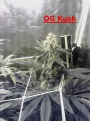 OG Kush   OCB