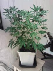 Triple Cheese #4