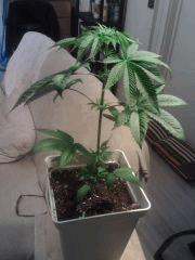OG Kush