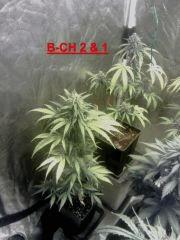 Boutures Triple Cheese F 31 & F 37