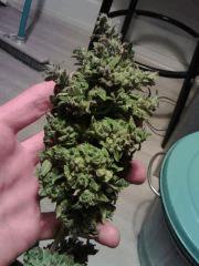 Triple Cheese #2