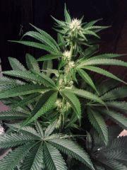 OG Kush - Flo+17